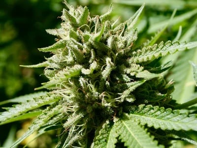 CBD Blüten auf Rechnung – Flexibilität beim Bezahlen von Premium CBD Blüten