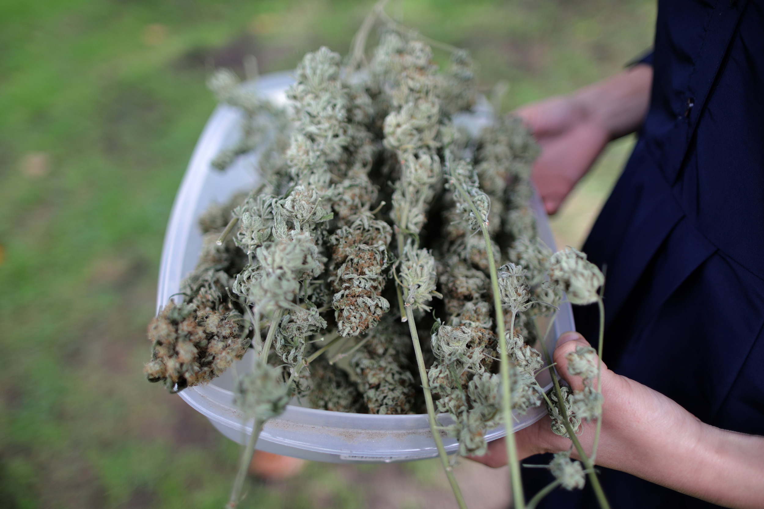 CBD Blüten auf Rechnung – Flexibilität beim Bezahlen von Premium CBD Blüten
