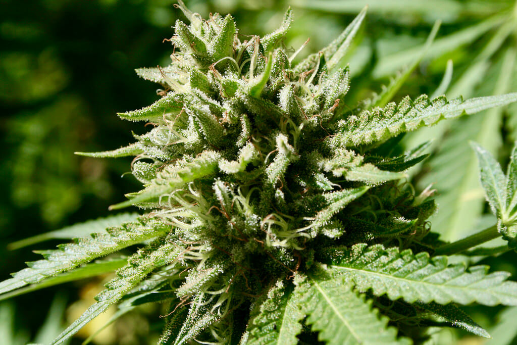 CBD Blüten auf Rechnung – Flexibilität beim Bezahlen von Premium CBD Blüten